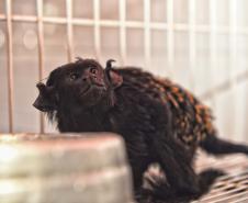 Instituto Água e Terra iniciou o processo de avaliação clínica de animais vítimas do tráfico internacional resgatados pela Polícia Civil 