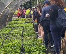 IAT distribui 30,1 mil mudas de espécies nativas durante a Semana do Meio Ambiente
