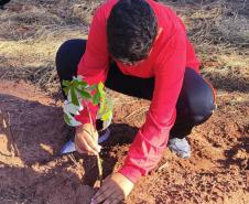 IAT distribui 30,1 mil mudas de espécies nativas durante a Semana do Meio Ambiente