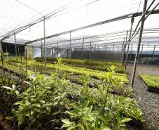 IAT anuncia plano de modernização sustentável de viveiros e laboratórios de mudas