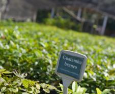IAT anuncia plano de modernização sustentável de viveiros e laboratórios de mudas