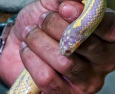 Instituto Água e Terra iniciou o processo de avaliação clínica de animais vítimas do tráfico internacional resgatados pela Polícia Civil 