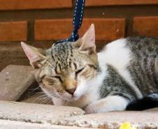 5º ciclo do CastraPet Paraná: Estado vai ampliar o número de cães e gatos imunizados contra a raiva