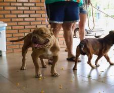 CastraPet vai estrear em 84 municípios do Paraná durante o 5º ciclo