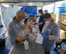 5º ciclo do CastraPet Paraná: Estado vai ampliar o número de cães e gatos imunizados contra a raiva