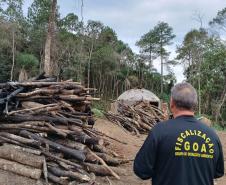 Estado investe R$ 24 milhões em carros para fiscalização ambiental e projeto de observação de pássaros