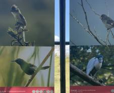 Exposição sobre fauna ameaçada atrai turistas ao Jardim Botânico de Curitiba