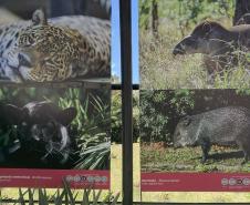 Exposição sobre fauna ameaçada atrai turistas ao Jardim Botânico de Curitiba