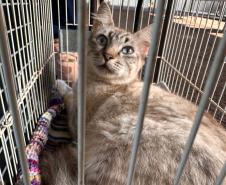 5º ciclo do CastraPet Paraná: Estado vai ampliar o número de cães e gatos imunizados contra a raiva