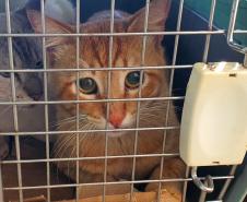 5º ciclo do CastraPet Paraná: Estado vai ampliar o número de cães e gatos imunizados contra a raiva