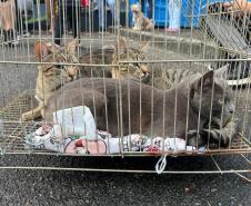 5º ciclo do CastraPet Paraná: Estado vai ampliar o número de cães e gatos imunizados contra a raiva