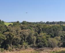 IAT promove restauração ambiental do Parque do Cerrado por meio da queima controlada