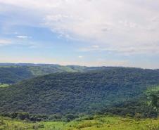 Natureza em Mato Rico (PR) 