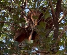 Onça-parda fêmea é resgatada em árvore e devolvida à natureza no Oeste do Paraná