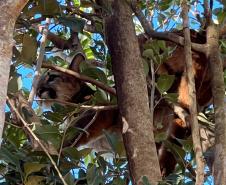 Onça-parda fêmea é resgatada em árvore e devolvida à natureza no Oeste do Paraná