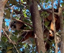 O que fazer se encontrar uma onça ou outro felino silvestre? IAT divulga orientações