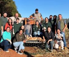 Onça-parda fêmea é resgatada em árvore e devolvida à natureza no Oeste do Paraná