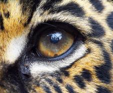 O que fazer se encontrar uma onça ou outro felino silvestre? IAT divulga orientações