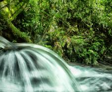 Conferência da Mata Atlântica vai aprofundar discussões sobre clima e economia verde