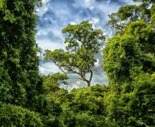Conferência da Mata Atlântica vai aprofundar discussões sobre clima e economia verde