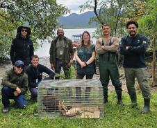 Após ser encontrado no mar, bugio-ruivo é reintegrado à natureza no Litoral do Paraná