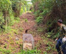 Após ser encontrado no mar, bugio-ruivo é reintegrado à natureza no Litoral do Paraná