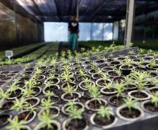 Estado vai distribuir 21,1 mil mudas nativas em ações para celebrar o Dia da Árvore