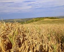 Seca recua no Oeste e Noroeste do Paraná e se agrava no Norte e RMC, diz monitor da ANA