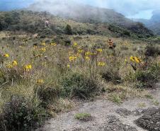Ação do IAT e Iniciativa Campos Gerais limpa 15 hectares do Parque Pico Paraná