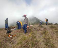 Ação do IAT e Iniciativa Campos Gerais limpa 15 hectares do Parque Pico Paraná