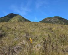 Ação do IAT e Iniciativa Campos Gerais limpa 15 hectares do Parque Pico Paraná