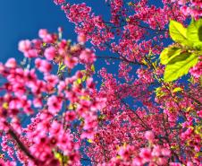 primavera