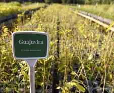 Instituto Água e Terra possui 19 Viveiros de produção de mudas florestais nativas, distribuídos por todo o estado e produzindo mudas de mais de 80 espécies florestais nativas do Paraná. Esses viveiros estão à disposição da população paranaense para a recuperação dos processos ecológicos de áreas degradadas e alteradas do nosso Estado. Além disso, com a produção de mudas nativas, proporcionamos um apoio aos produtores rurais que necessitem recuperar suas Áreas de Preservação Permanente (APP) e Reserva Legal 