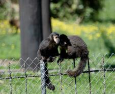Macacos-prego que estavam vivendo em cativeiros irregulares encontraram no Zoológico de Curitiba um novo lar
