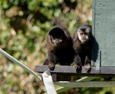 Macacos-prego que estavam vivendo em cativeiros irregulares encontraram no Zoológico de Curitiba um novo lar