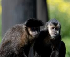 Macacos-prego que estavam vivendo em cativeiros irregulares encontraram no Zoológico de Curitiba um novo lar