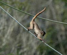 Macacos-prego que estavam vivendo em cativeiros irregulares encontraram no Zoológico de Curitiba um novo lar