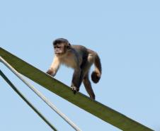 Macacos-prego que estavam vivendo em cativeiros irregulares encontraram no Zoológico de Curitiba um novo lar