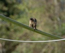 Macacos-prego que estavam vivendo em cativeiros irregulares encontraram no Zoológico de Curitiba um novo lar