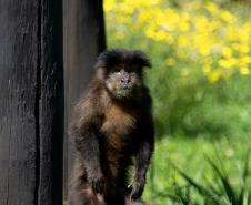 Macacos-prego que estavam vivendo em cativeiros irregulares encontraram no Zoológico de Curitiba um novo lar