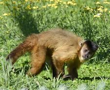 Macacos-prego que estavam vivendo em cativeiros irregulares encontraram no Zoológico de Curitiba um novo lar