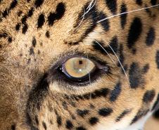 Instituto Água e Terra organiza na quinta-feira (30) o curso intensivo “Atendimento a Ocorrências com Grandes Felinos: Coexistência, Manejo e Prevenção de Conflitos