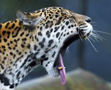 IAT promove capacitação de agentes para atendimento a ocorrências com grandes felinos