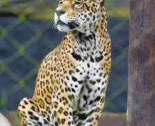 Instituto Água e Terra organiza na quinta-feira (30) o curso intensivo “Atendimento a Ocorrências com Grandes Felinos: Coexistência, Manejo e Prevenção de Conflitos