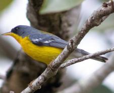 Periquito, Gaturamo-bandeira e Guaxe: Passarinhar Paraná chega a Foz do Iguaçu