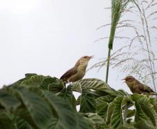 Periquito, Gaturamo-bandeira e Guaxe: Passarinhar Paraná chega a Foz do Iguaçu