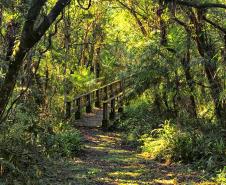 Mata dos Godoy: refúgio em meio à natureza na região Norte do Paraná