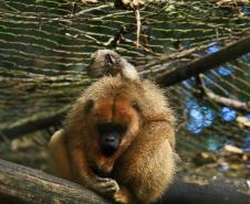 IAT emite licença ambiental para o Zoológico de Cascavel, um dos mais antigos do Interior