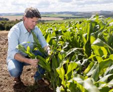 A Fazenda Pau Furado, localizada em Teixeira Soares, nos Campos Gerais, possui a certificação internacional RTRS.