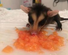 IAT reforço o pedido para convivência pacífica com animais como o urubu-preto, carcará e o gambá, que ficam naturalmente mais vulneráveis nesta época do ano por se proliferarem rapidamente